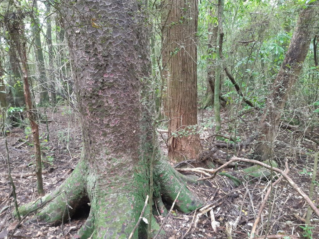 Mākirikiri Reserve is a 15ha remnant of Seventy Mile Bush which formerly spanned from Wairarapa in the south through to southern Hawkes Bay in the north.