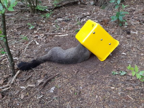 Possums were commonly caught in Timms traps baited with apple and cinnamon.