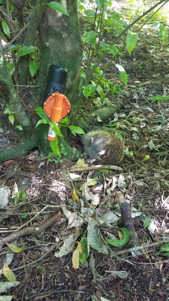 Hedgehogs are proven predators impacting heavy losses on ground-nesting birds and other native species.