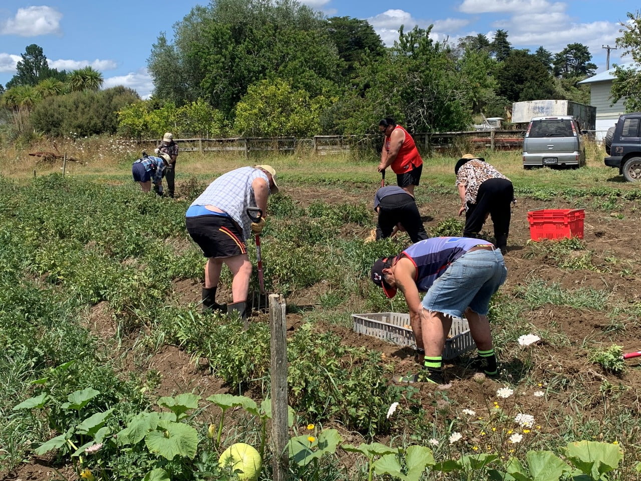 Peruperu harvesting at Te Ringii Marae, Mangakahia Road, Tautoro. Photo: Paul Voigt