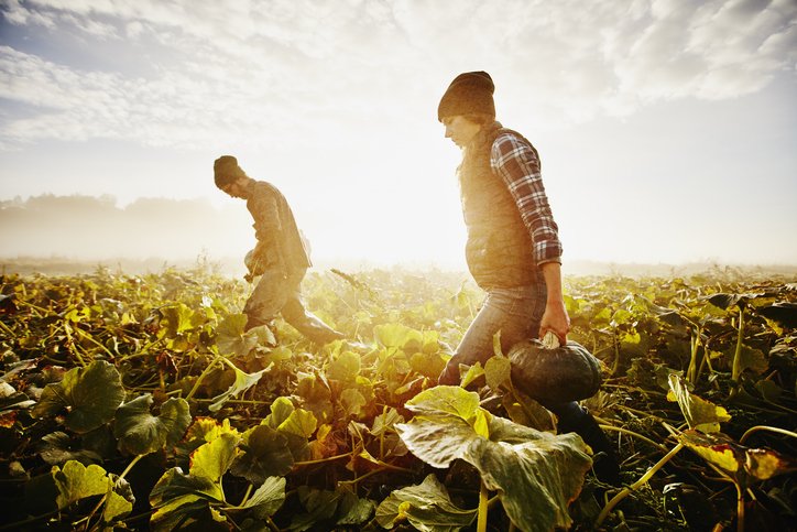 Farmers Carrying Organic Squash