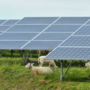 Solar panels with sheep in Belgium