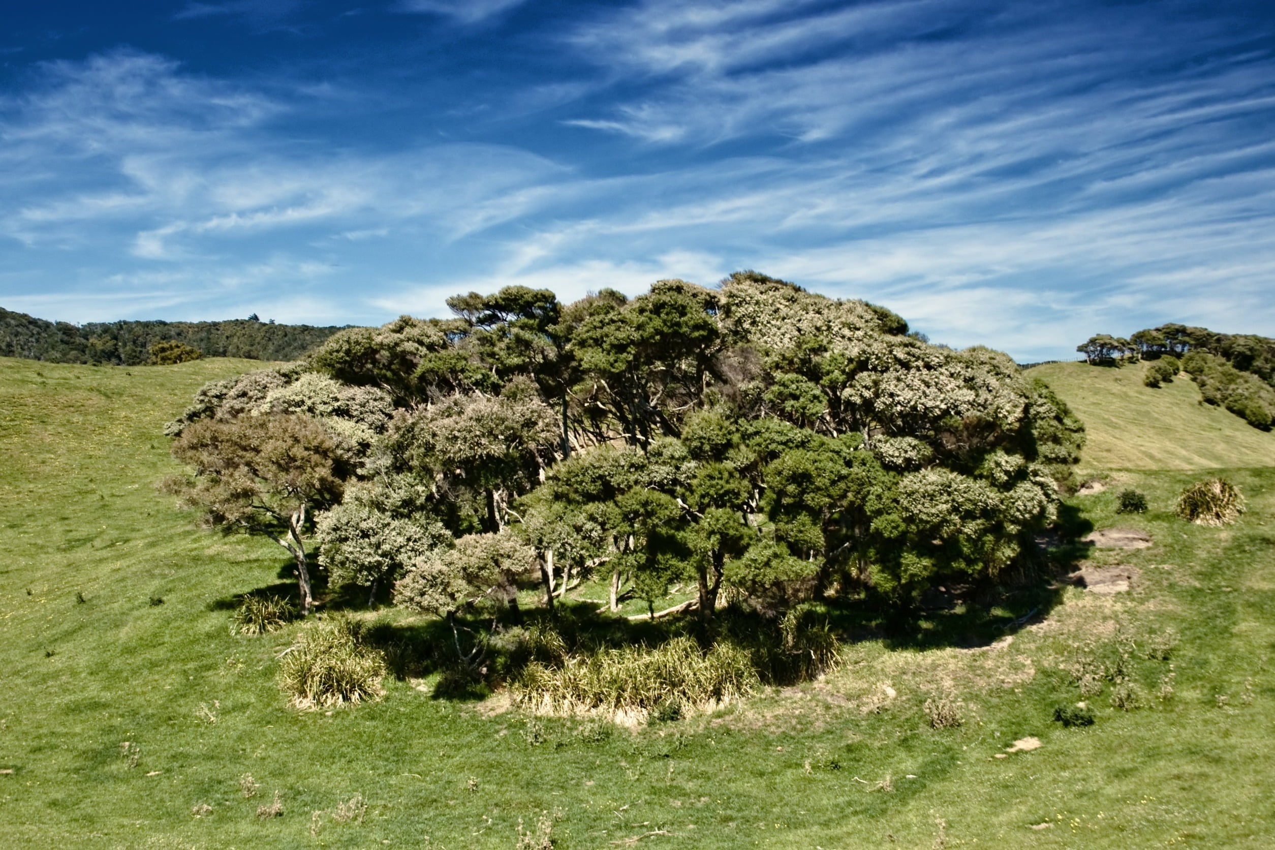 Trees in pasture