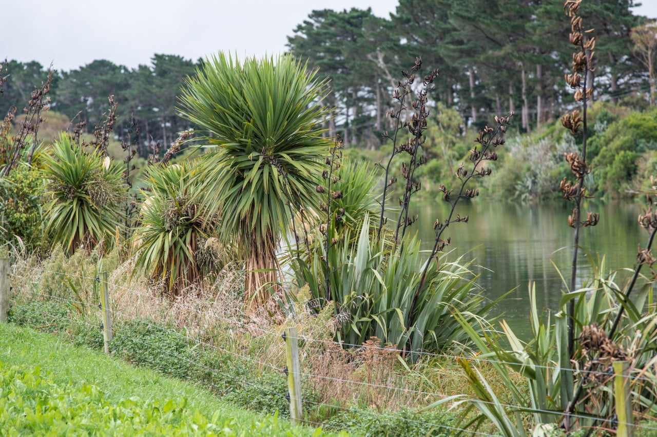 Riparian planting