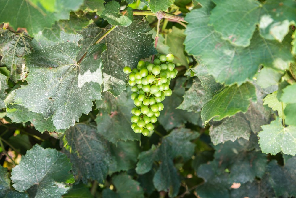 White wine grape treated by spraying