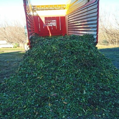 Kale ready for feeding out