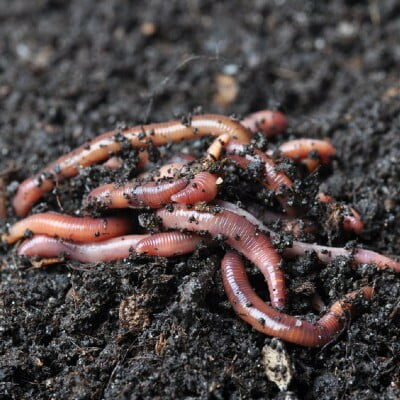 Earthworms